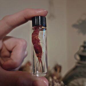 Diaphonized Shrimp Wet Specimen